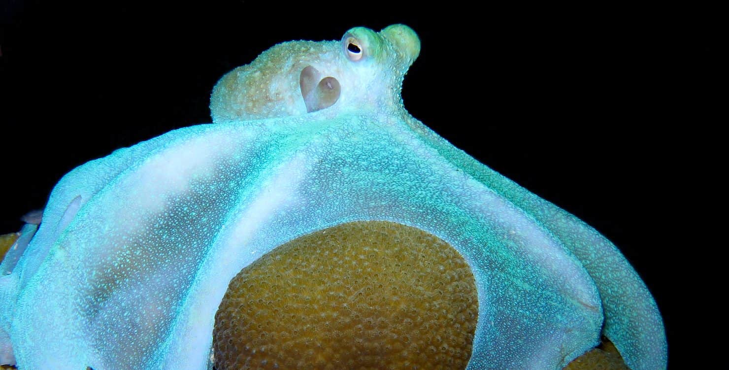 Anatomical Details Emerge From Found Coral and Shells in Gregory