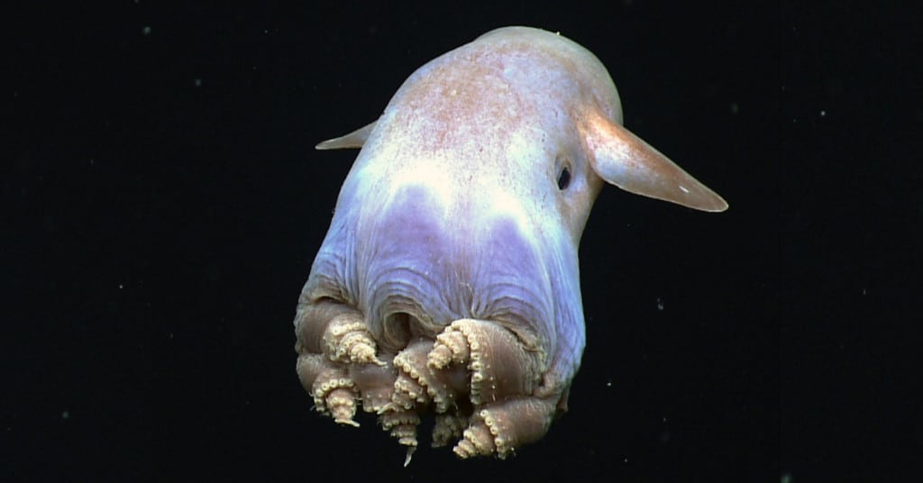 cute dumbo octopus