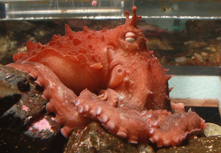 Professor David Scheel photo of frilled giant pacific octopus