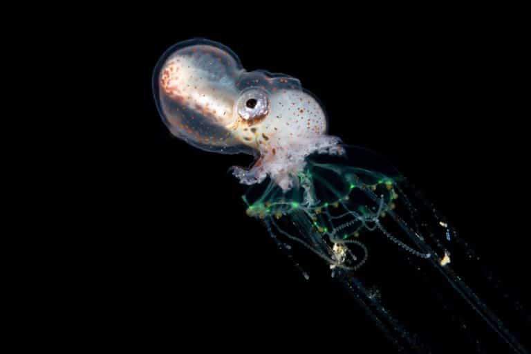 Top 5 Smallest, Teeniest, Tiniest, Octopus Species!