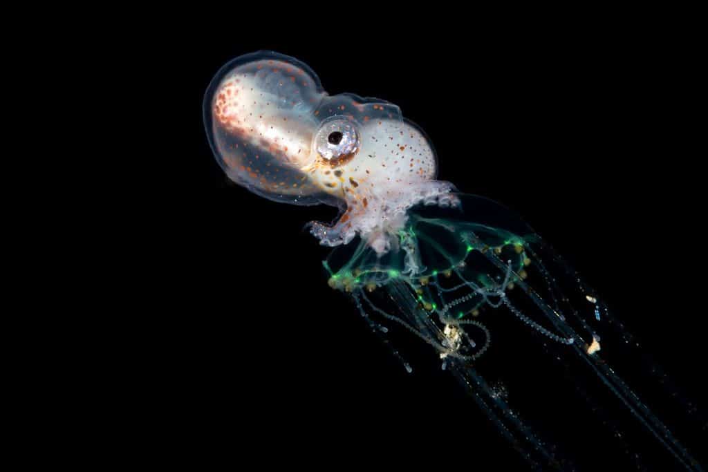 male argonaut riding jellyfish