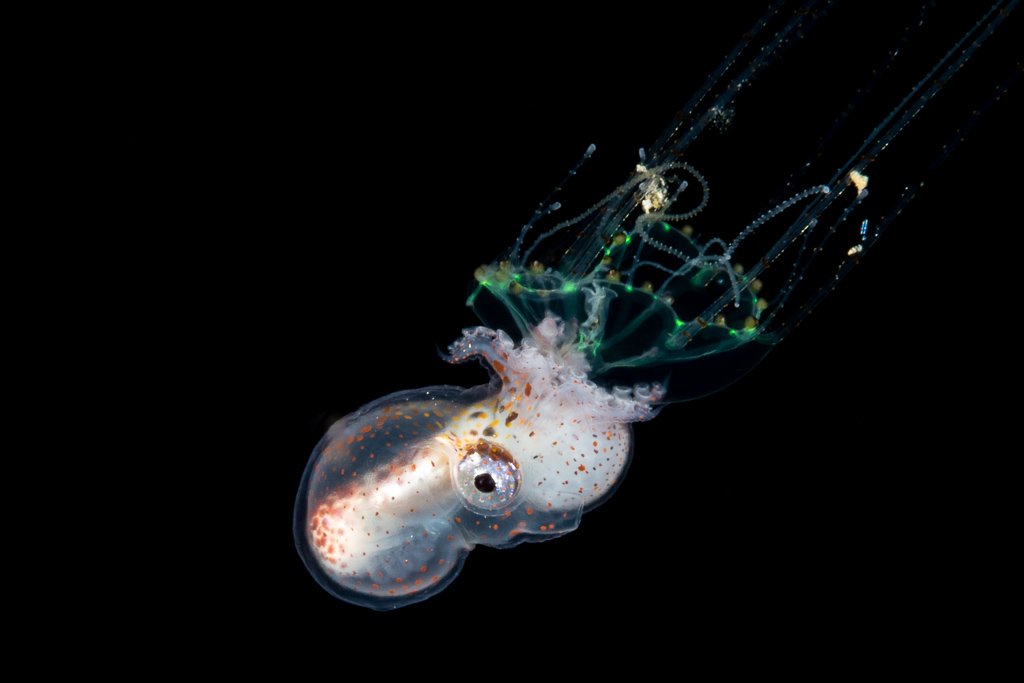 male paper nautilus 