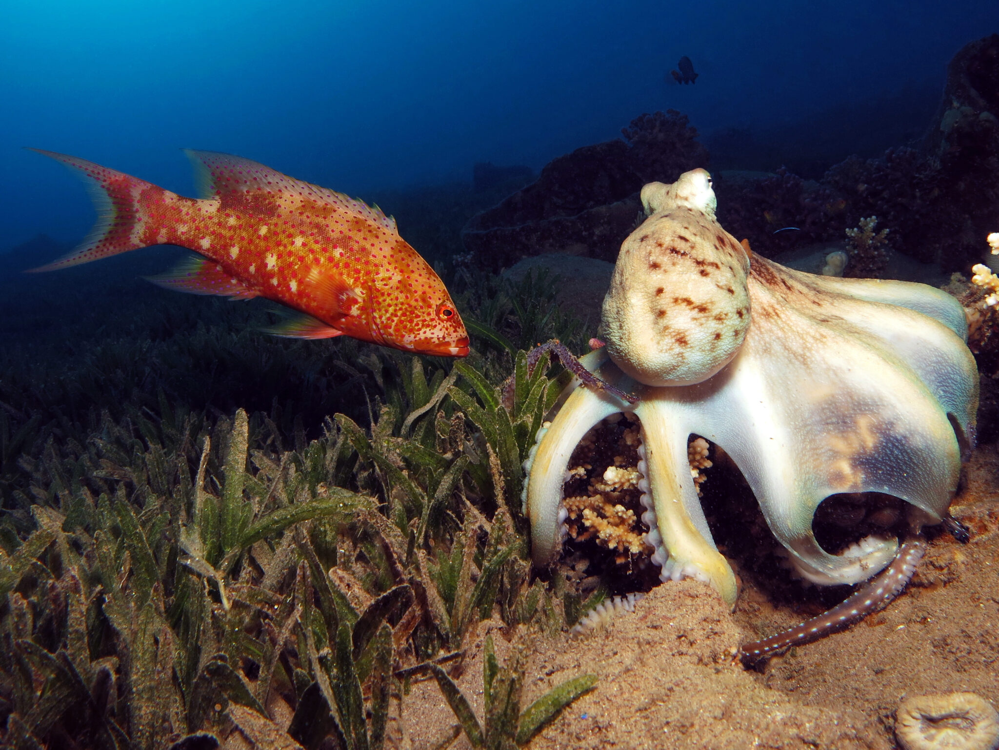 Myth Busted? The Truth About Freshwater Octopuses. - z9gdrip
