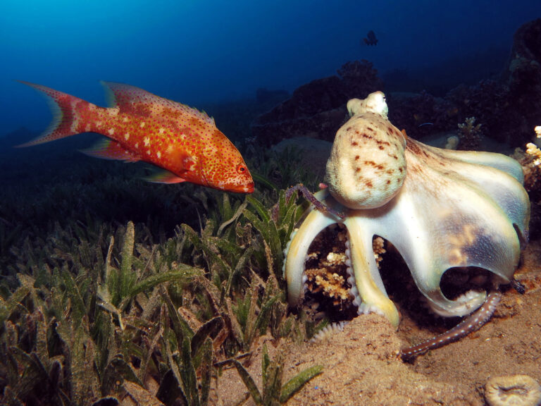 The Octo-Punch: The Truth Behind Why Octopuses Punch Fish