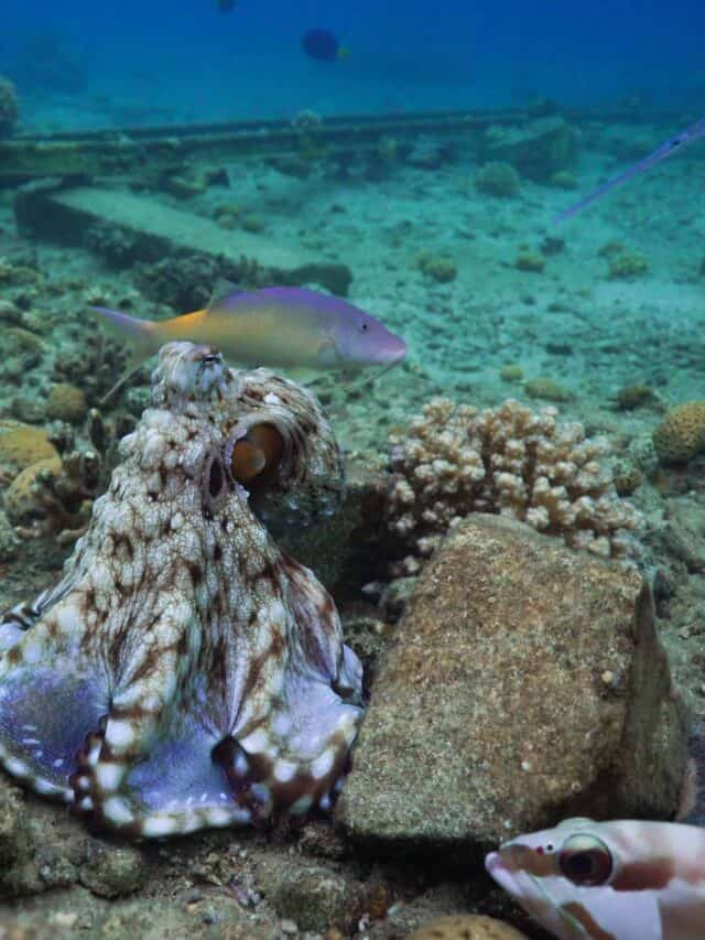 The Octo-Punch: The Truth Behind Why Octopuses Punch Fish Story