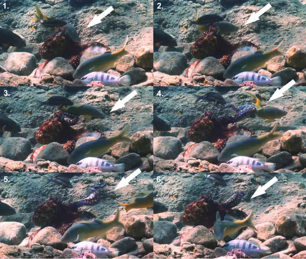 Image sequence depicting the behavioural action of O. cyanea punching (white arrows) a yellow saddle goatfish (P. cyclostomus) partner during interspecific multi-collaborative hunting.