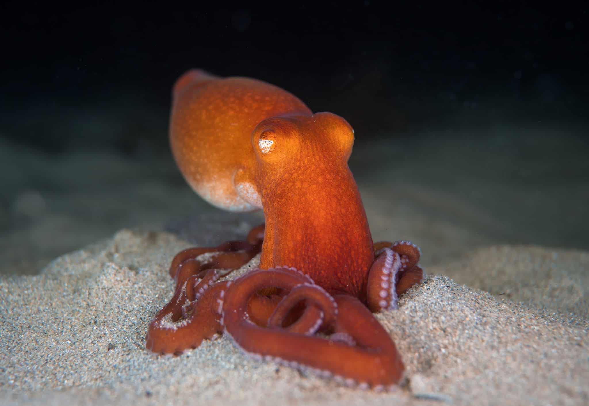 Southern Sand Octopus - OctoNation - The Largest Octopus Fan Club!