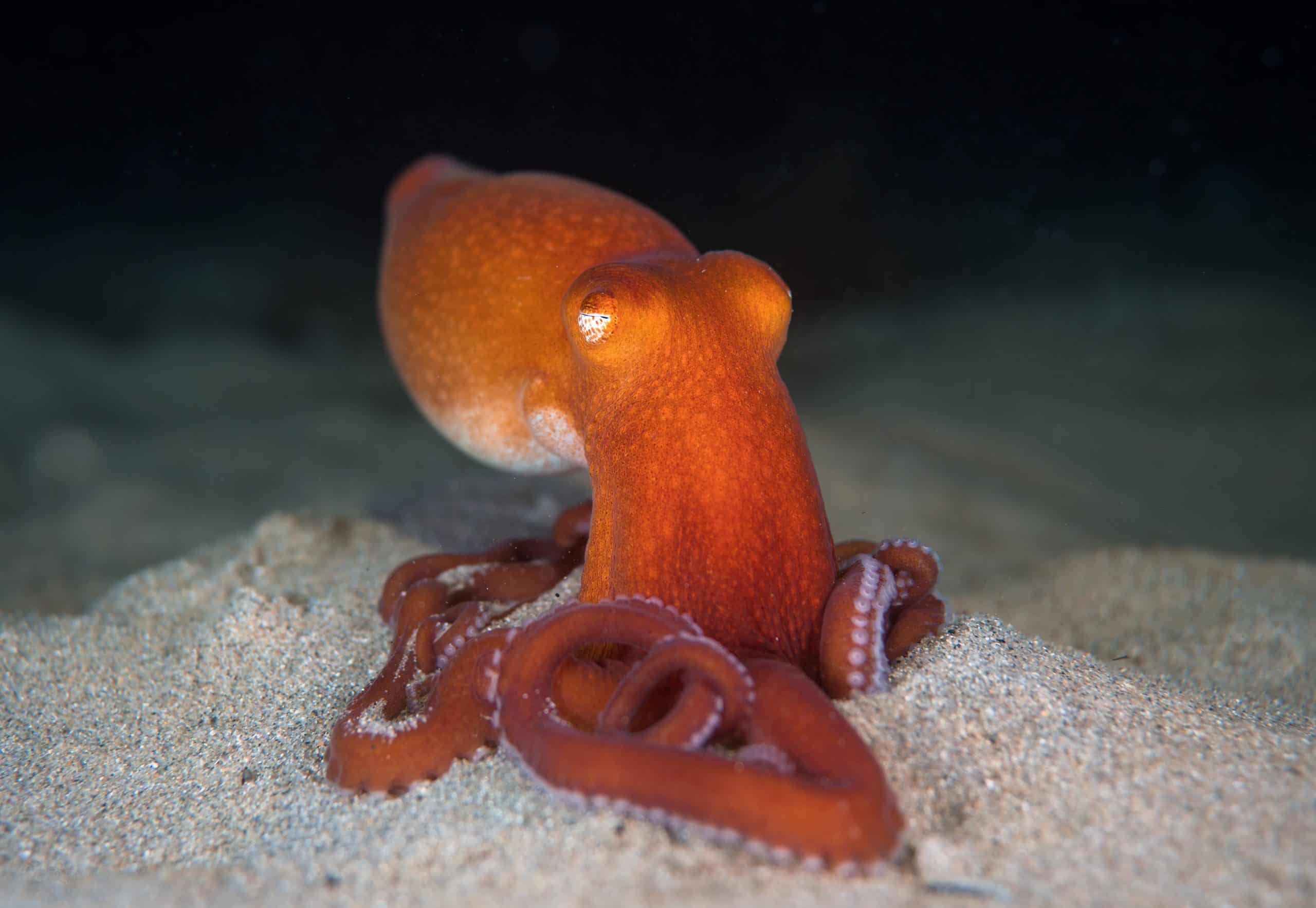 Mollusca Octopus