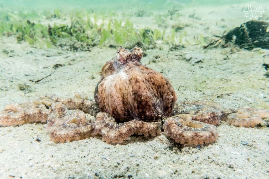octopus with a crab underneath it's webbing and its arms tightly bunched in