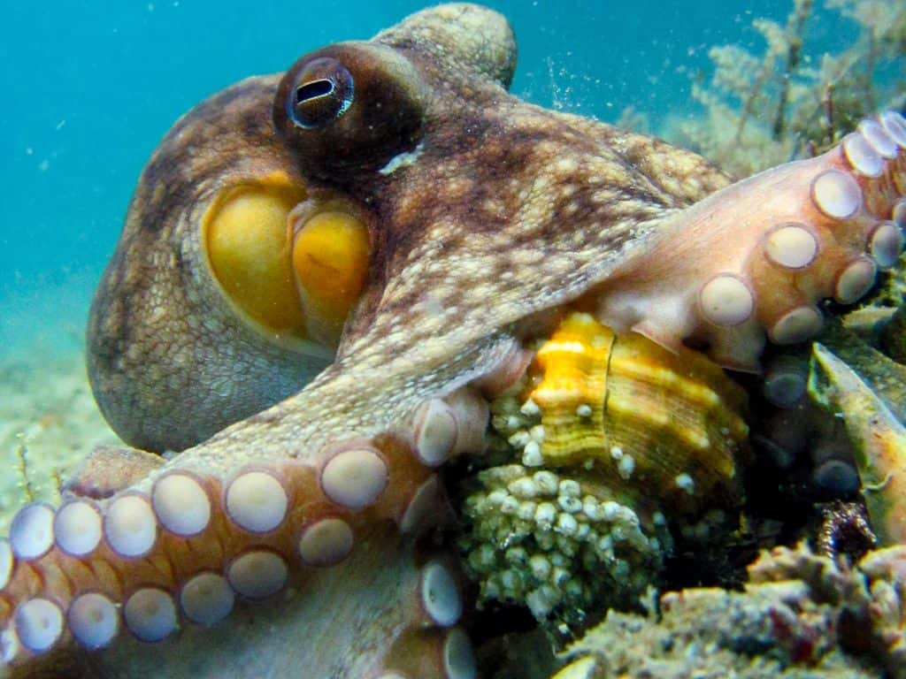 octopus drilling into a gastropod