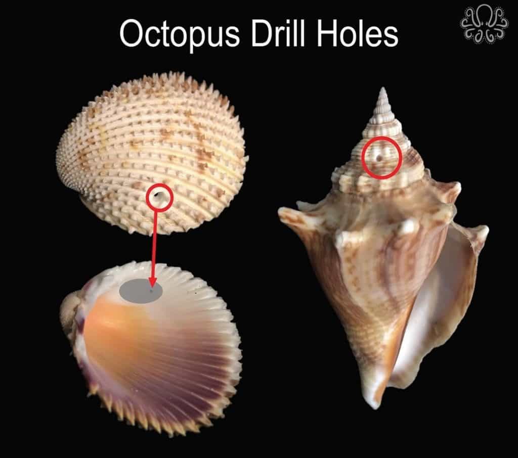 photo of shells that have been drilled into by an octopus