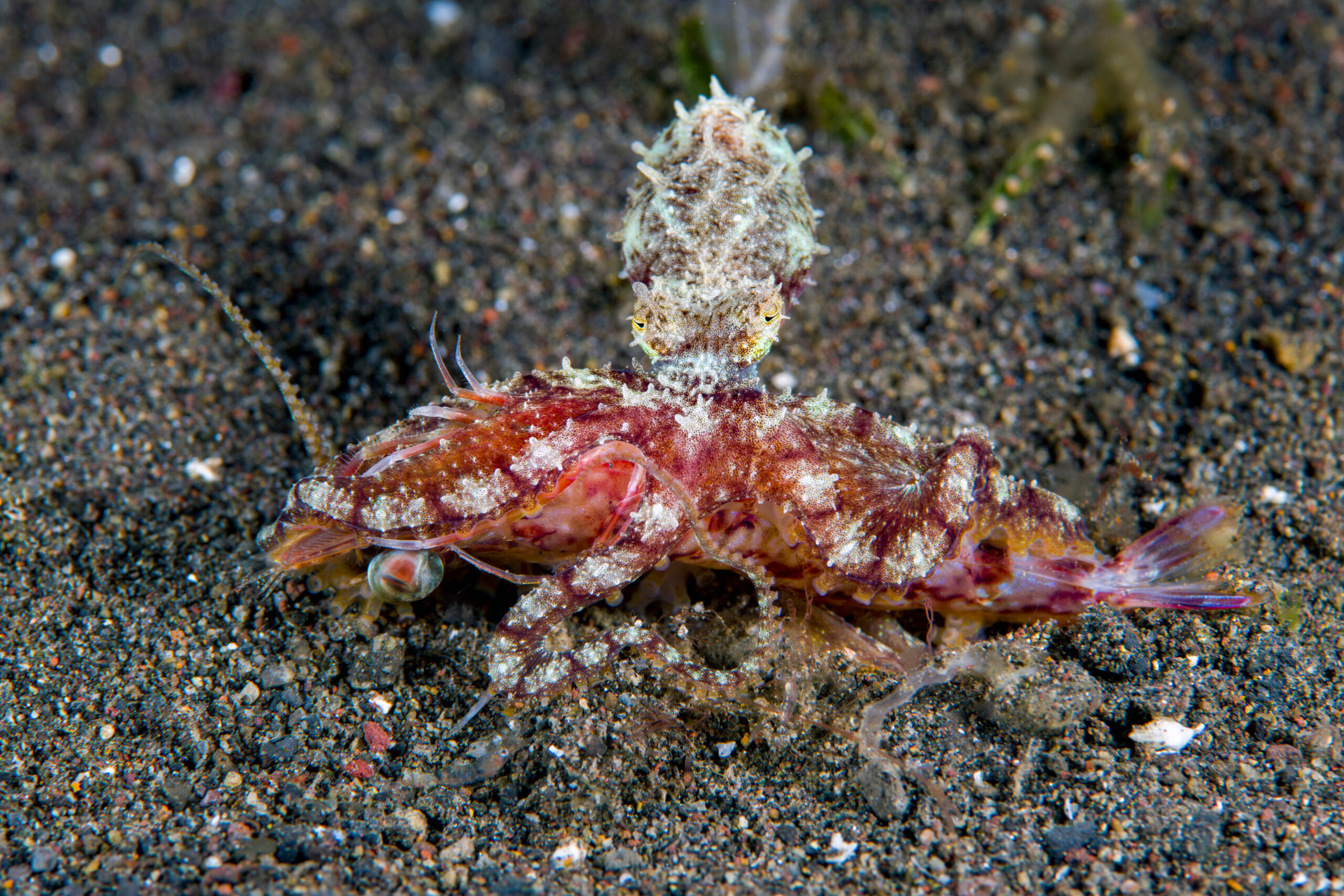 longed arm octopus eating shrimp