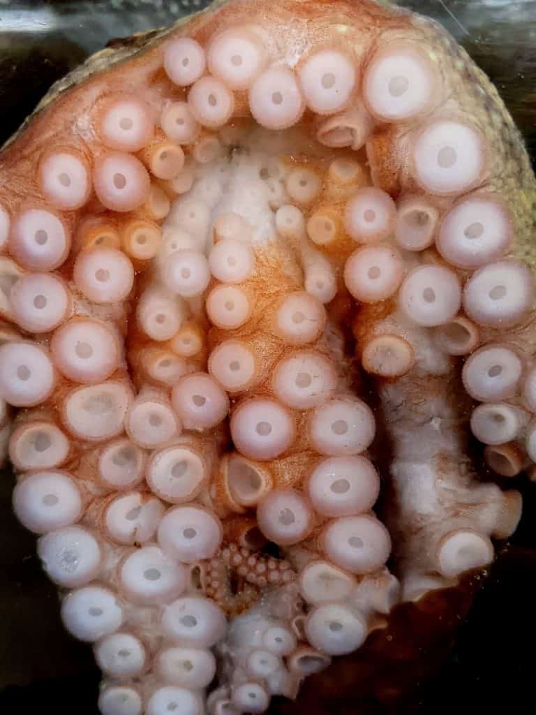 octopus suckers pressed up on glass with exposed beak sighting