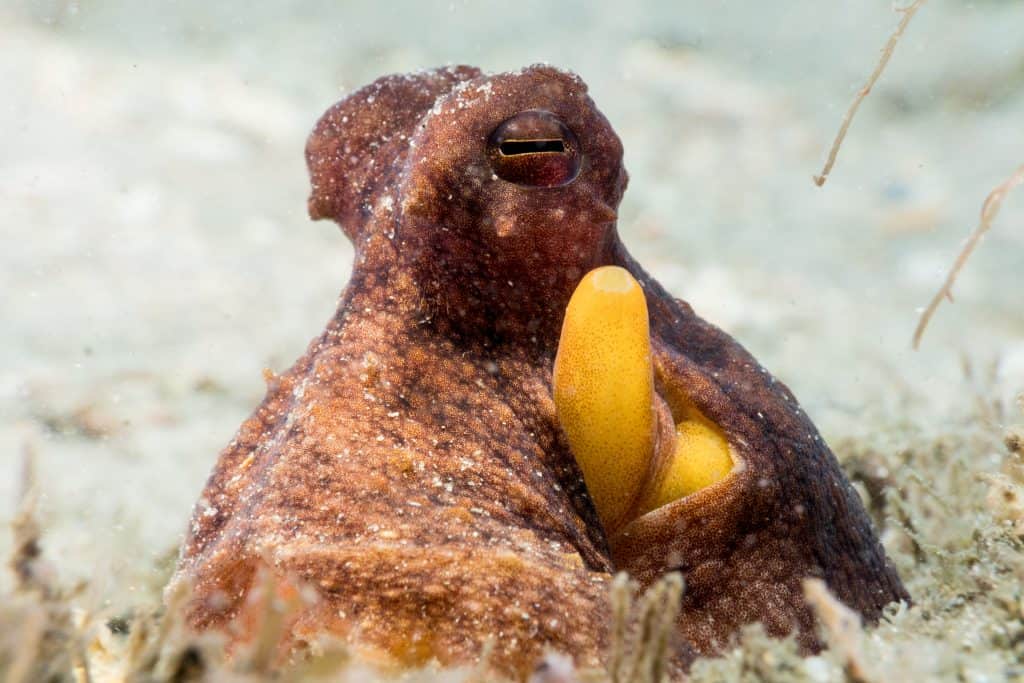 octopus burrowed staring at camera with siphon sticking out of mantle cavity