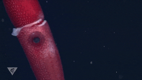 a cockeyed squid rotating in the water column