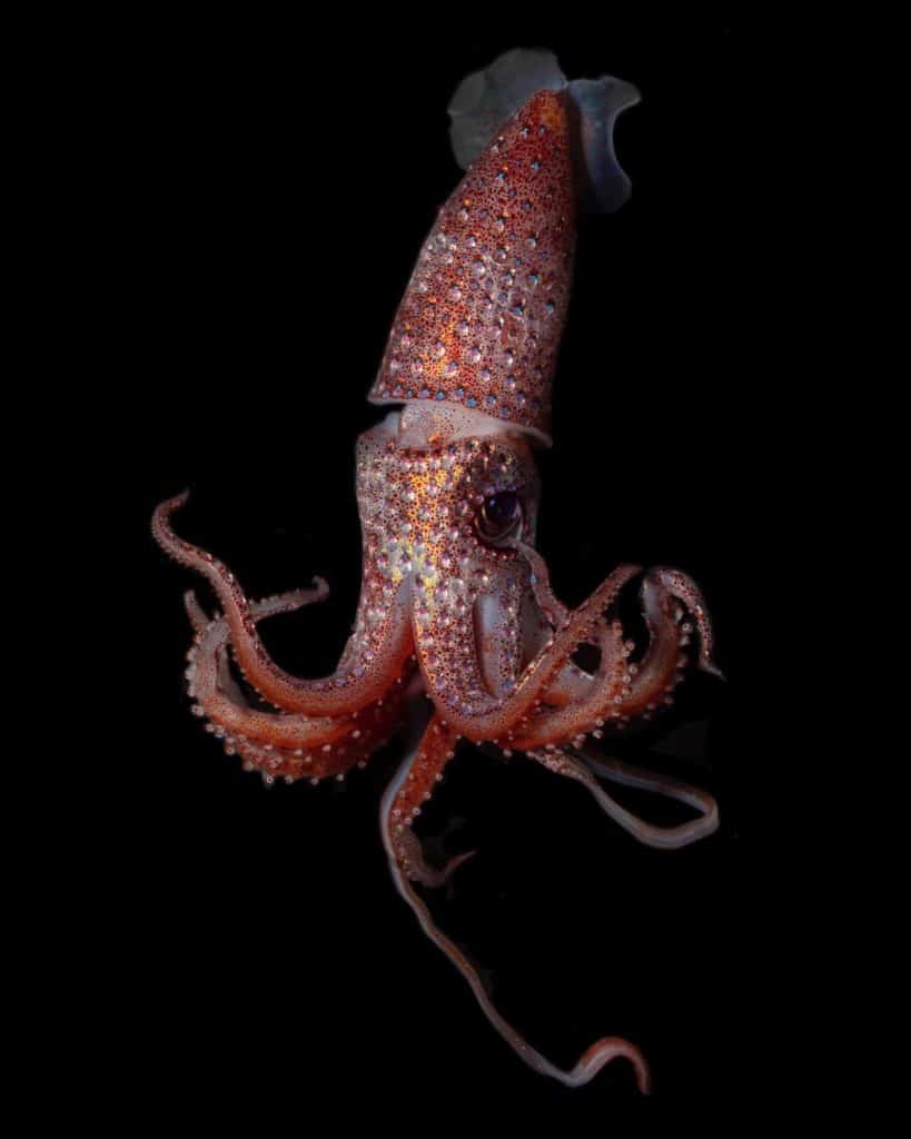 the strawberry squid