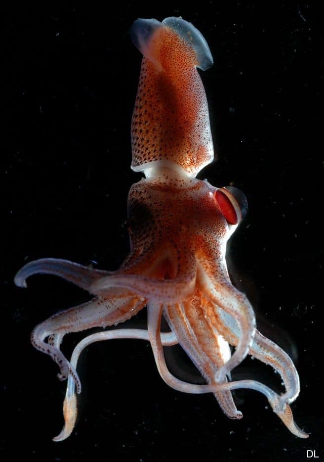strawberry squid using photophores