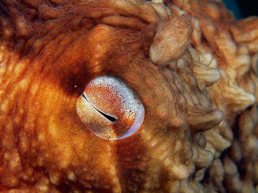 rectangle pupil of a giant pacific octopus