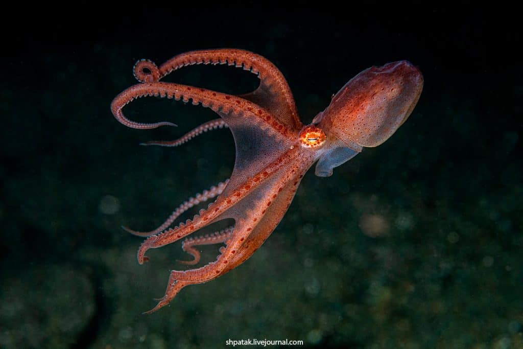 a baby giant pacific octopus floating in the water column