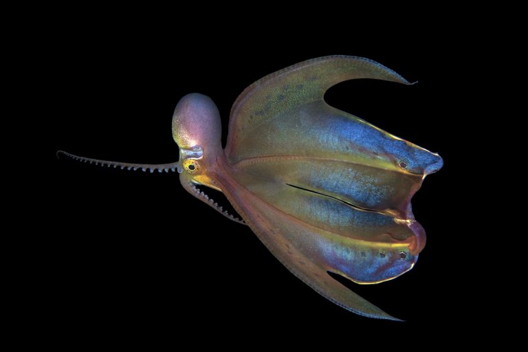 Fun Facts About The Female Blanket Octopus (Superhero Of The Sea ...