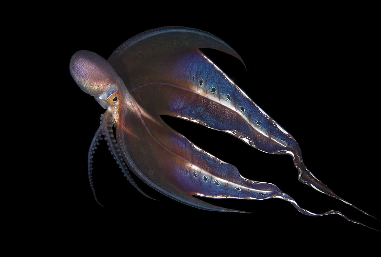 blanket octopus blanket octopus