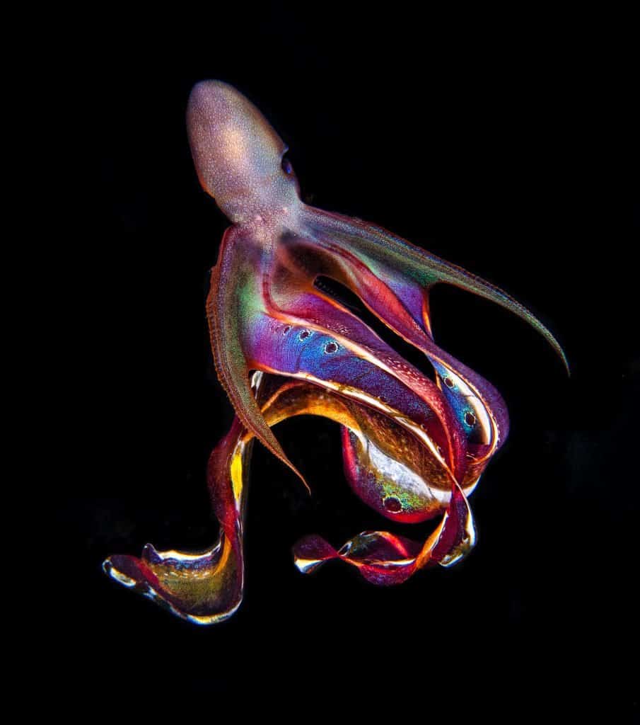 the female blanket octopus