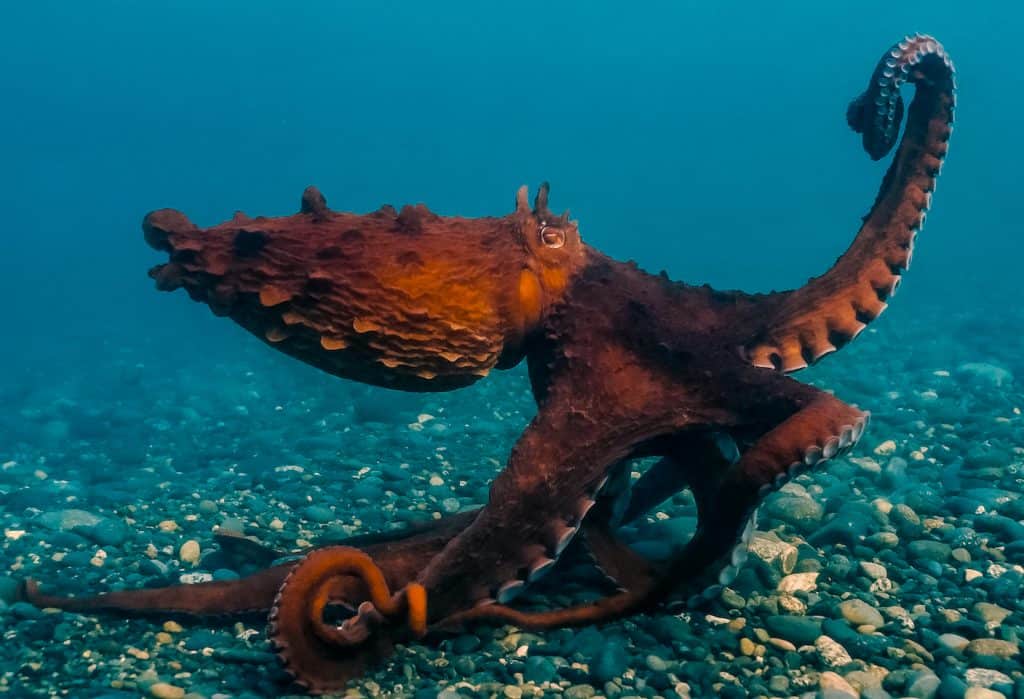 Giant octopus climbs tower in India