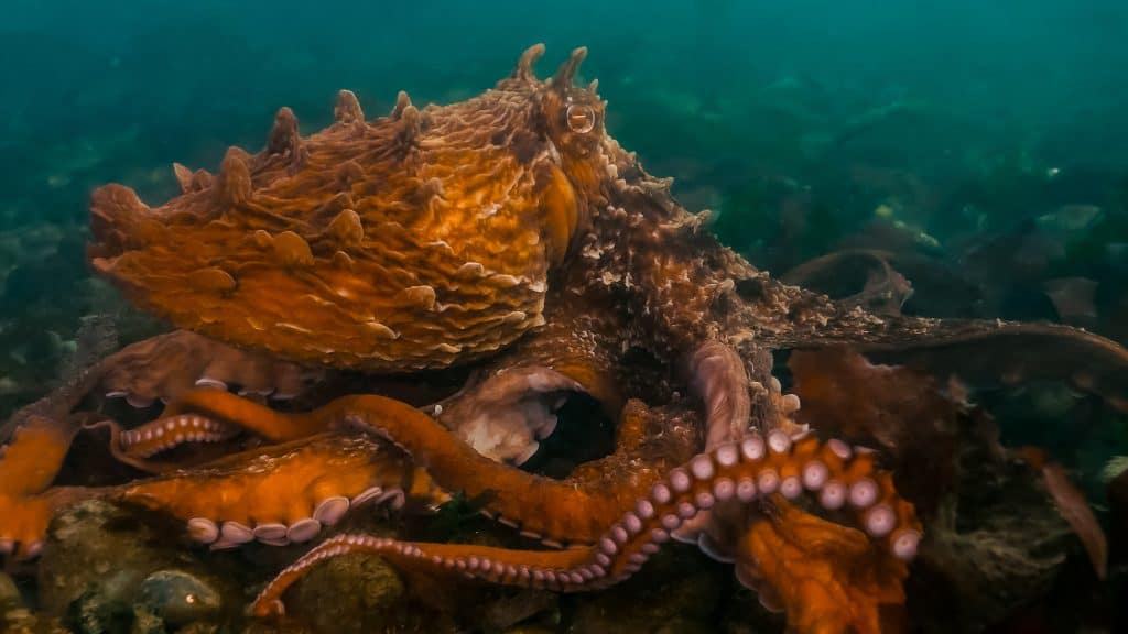 Giant Pacific Octopus (Enteroctopus dofleini) walking along the ocean floor in British Columbia