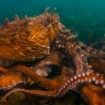 Giant Pacific Octopus (Enteroctopus dofleini) walking along the ocean floor in British Columbia
