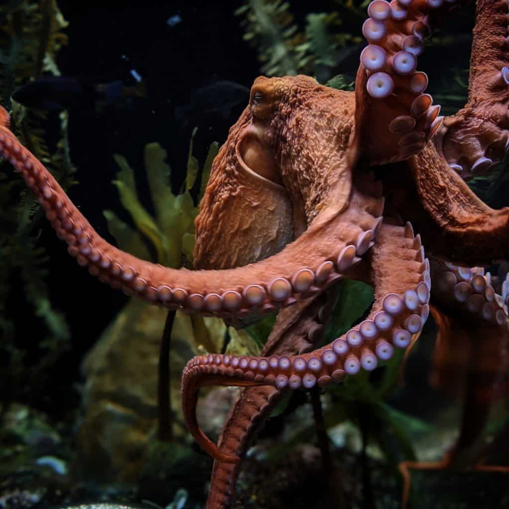 giant pacific octopus suckers 