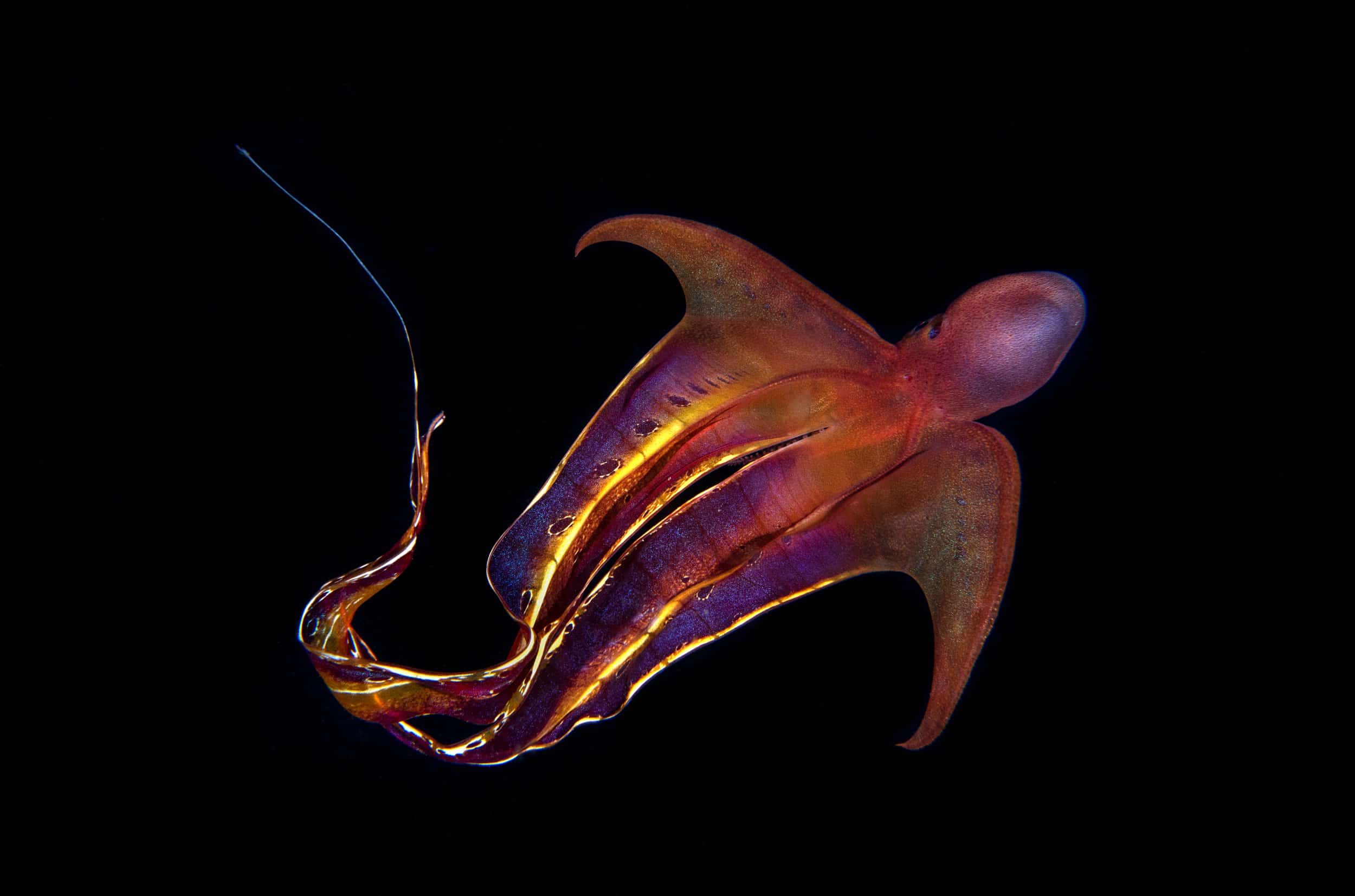 mating blanket octopus