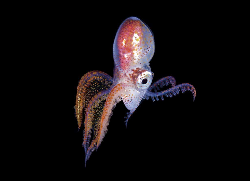 close up of tiny male blanket octopus