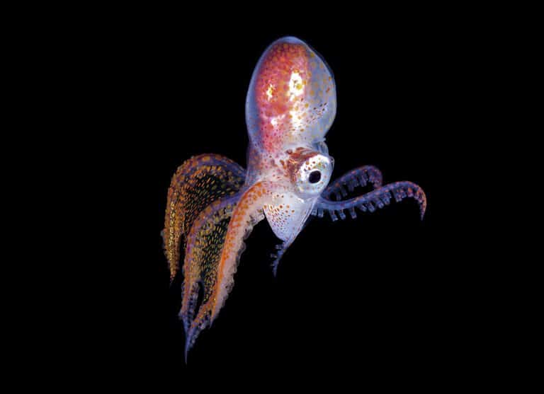 male blanket octopus Steven Kovacs