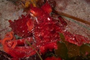Juvenile Red Giant Pacific Octopus on sea floor