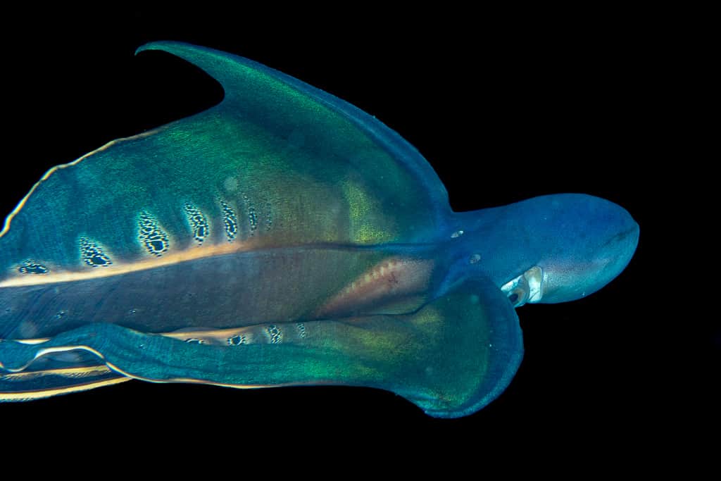 Fun Facts About The Female Blanket Octopus (Superhero Of The Sea ...