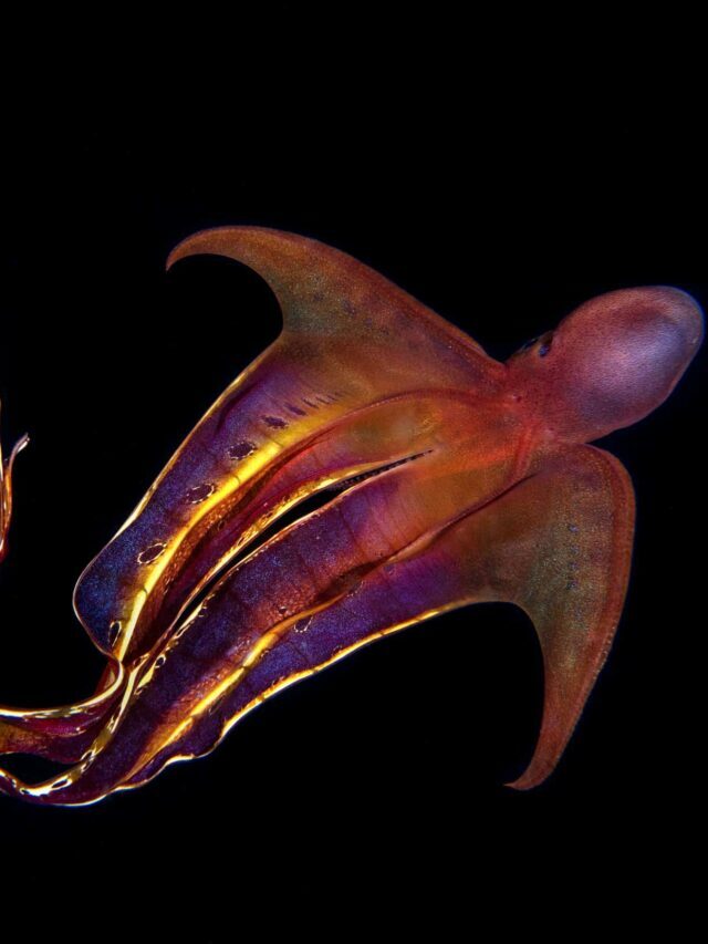 Fun Facts About The Female Blanket Octopus Story