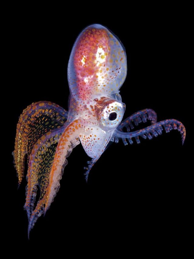 Top 5 Smallest, Teeniest, Tiniest, Octopus Species! Story