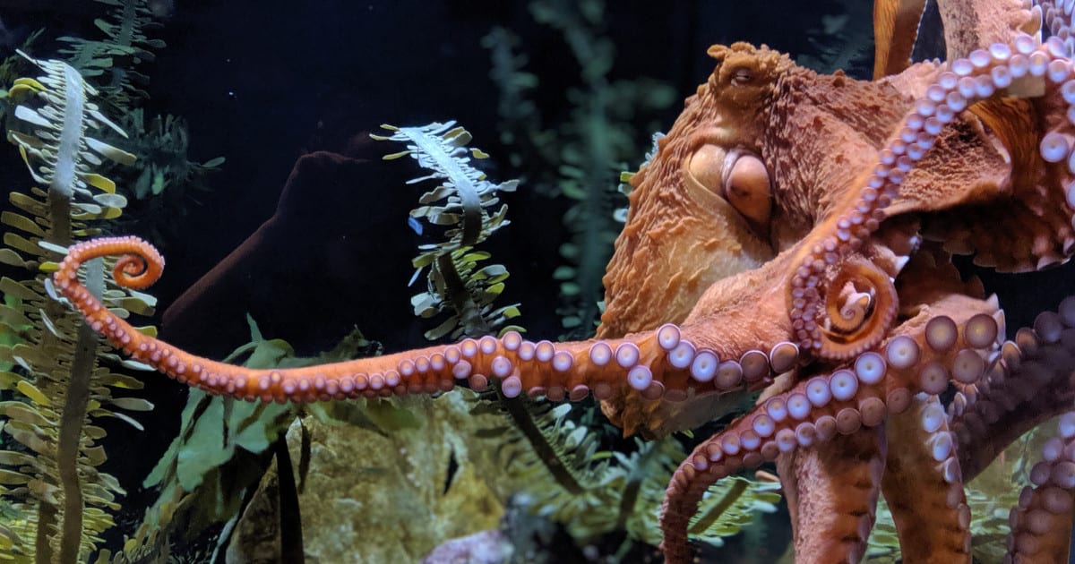 giant pacific octopus size comparison