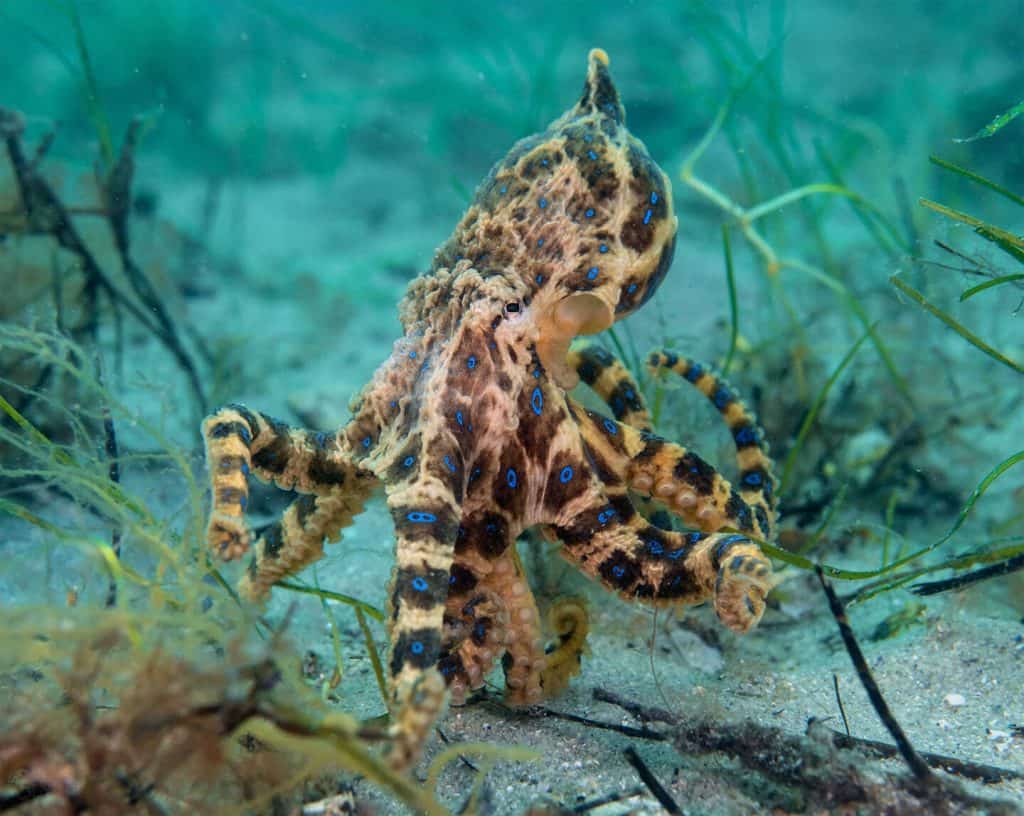 Vivid blue ringed octopus