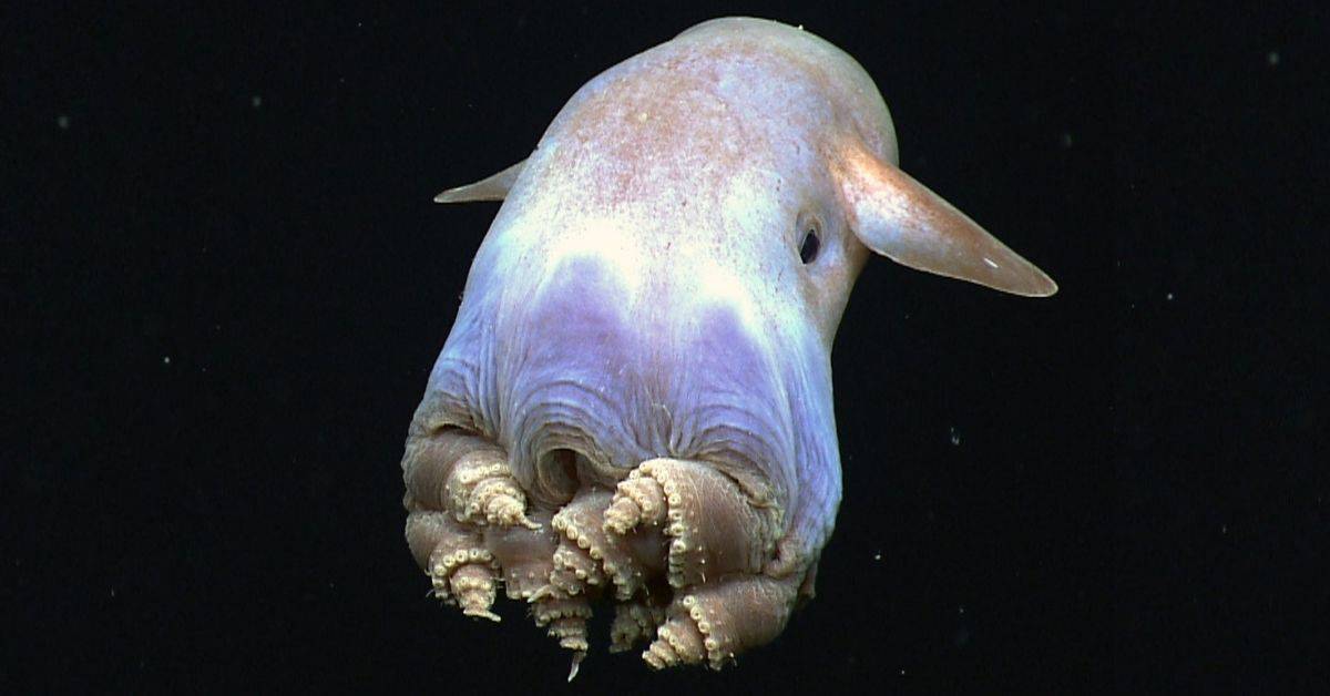 dumbo octopus baby