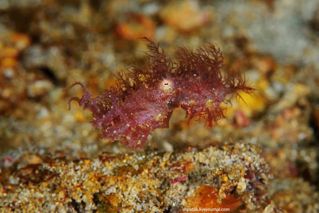 hairy octopus floating on sea floor