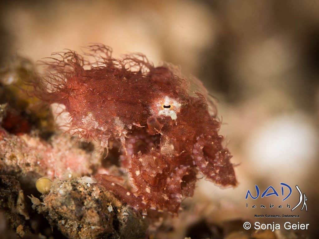 closeup of tiny red hairy octopus
