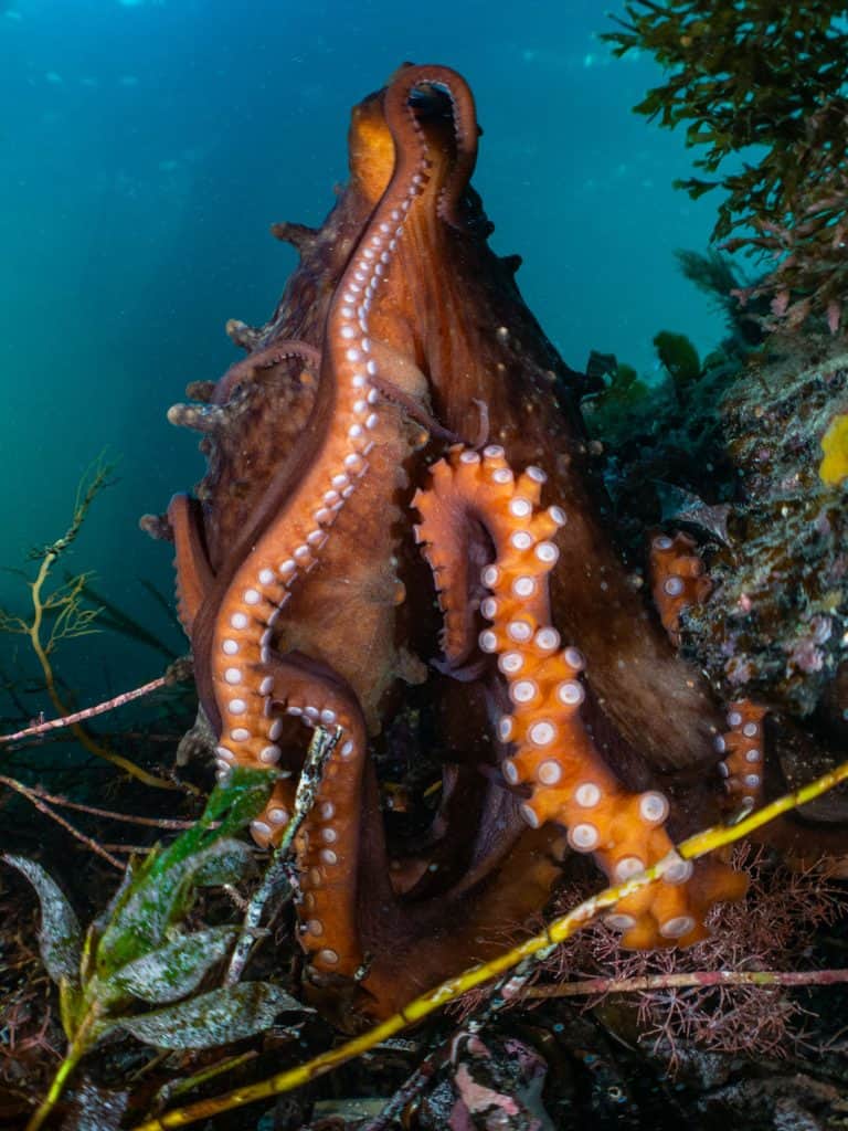 Here's Everything You Need To Know About Octopus Arms - OctoNation