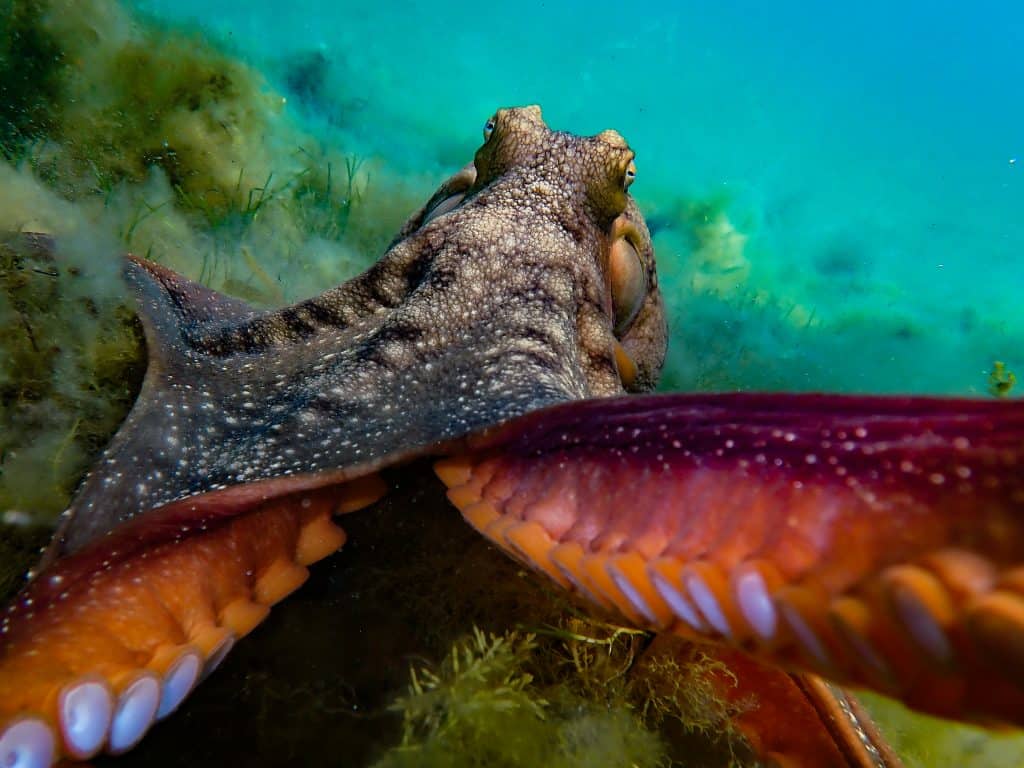 Maori Octopus Facts: One Of New Zealand's Largest Species! - OctoNation ...