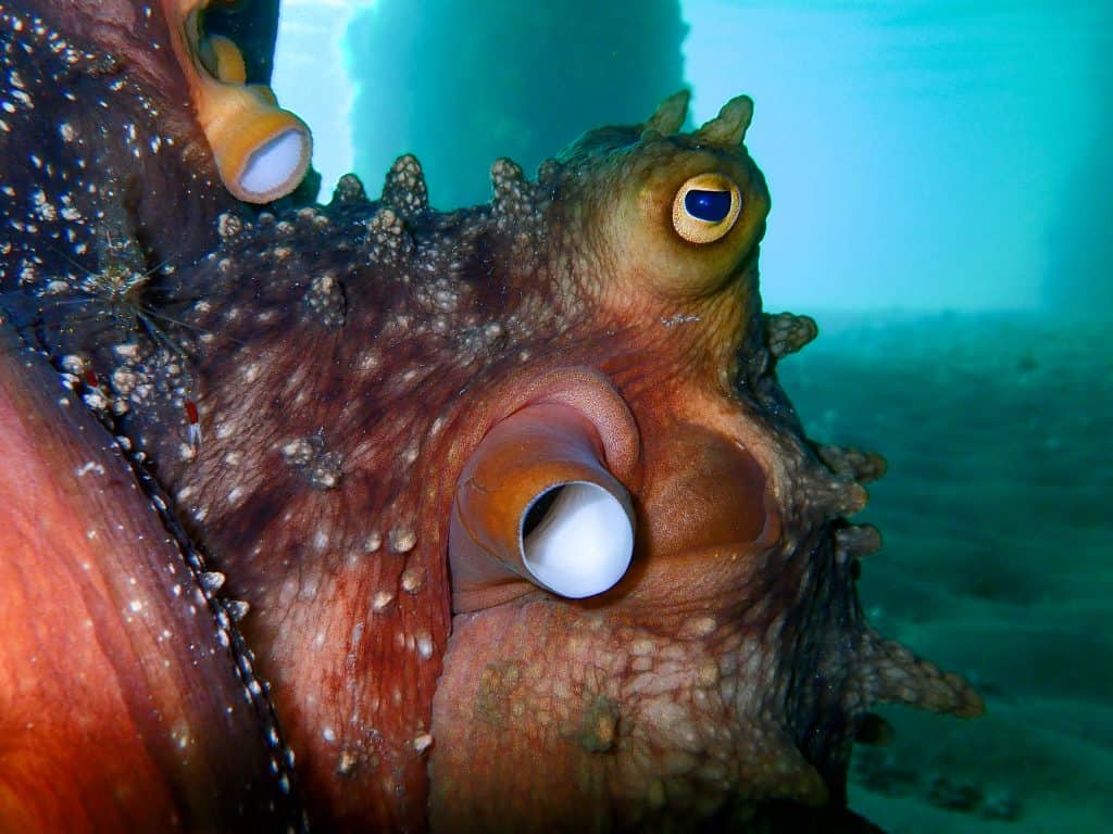 side eye from the maori octopus