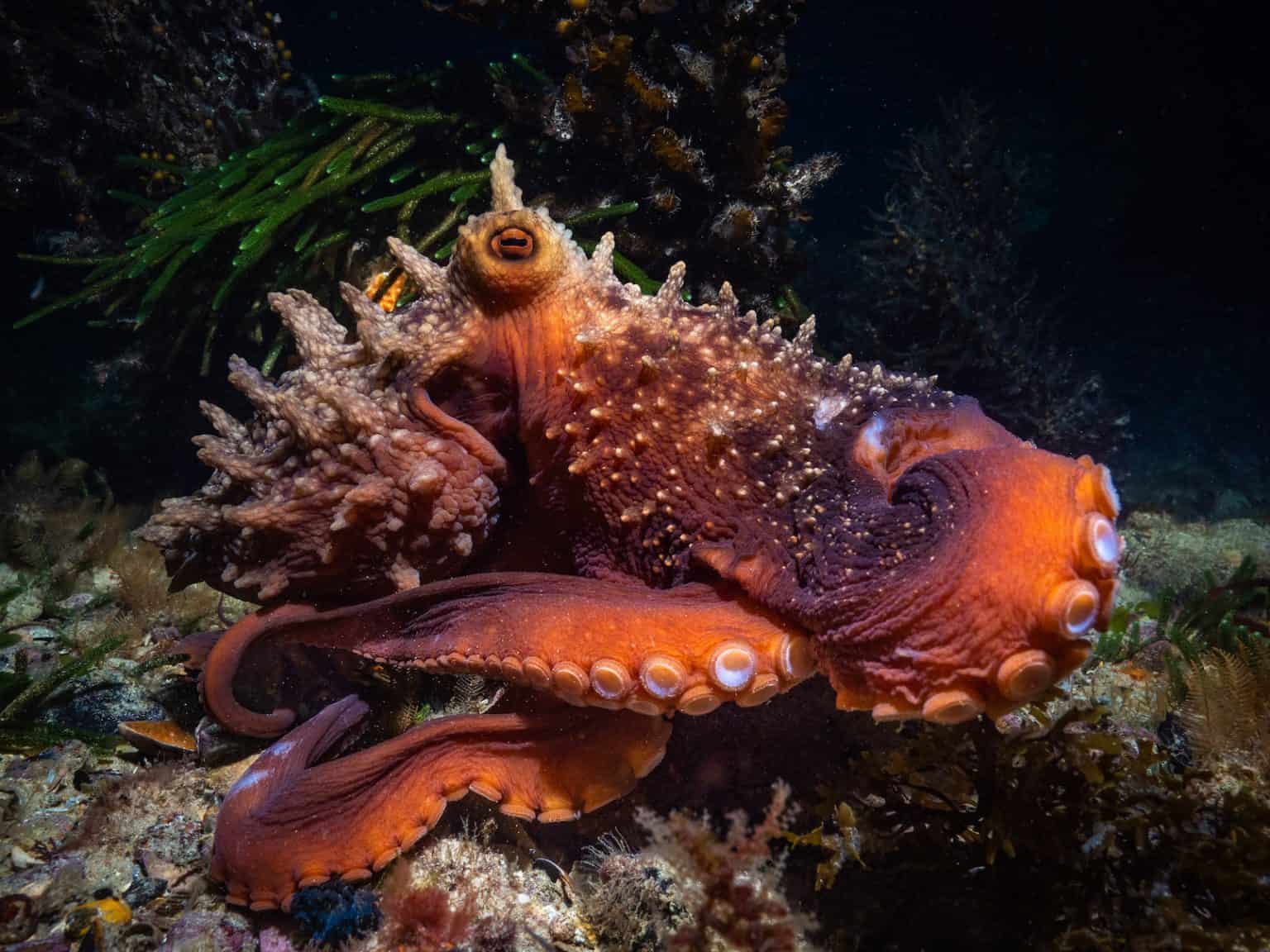 Maori Octopus Facts: One Of New Zealand's Largest Species! - OctoNation ...