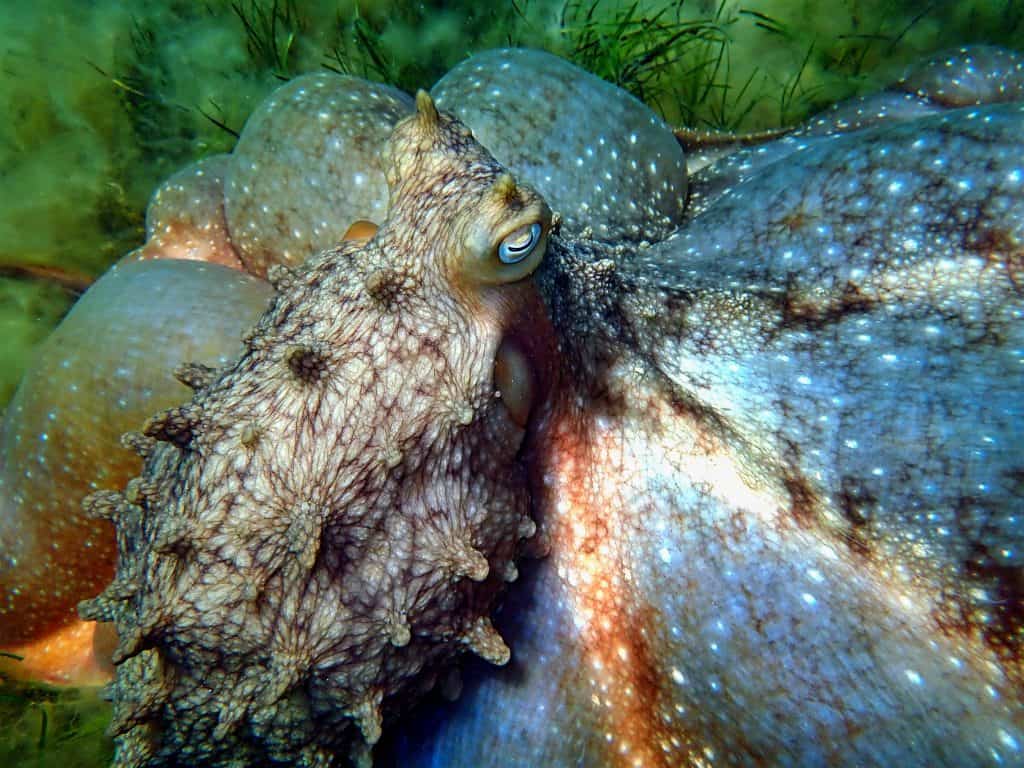 the maori octopus parachute