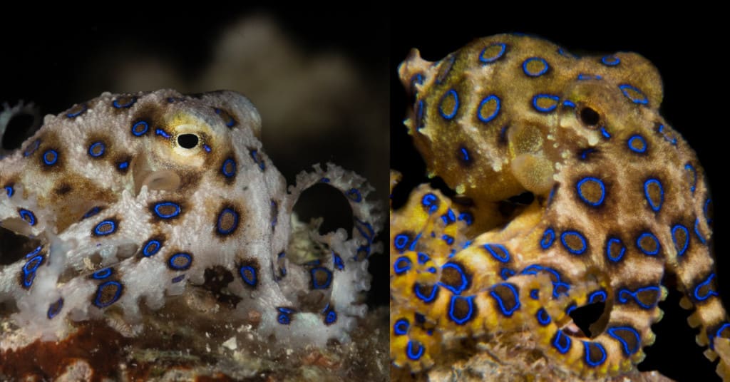 blue-ringed octopus showcasing deimatic threat behavior