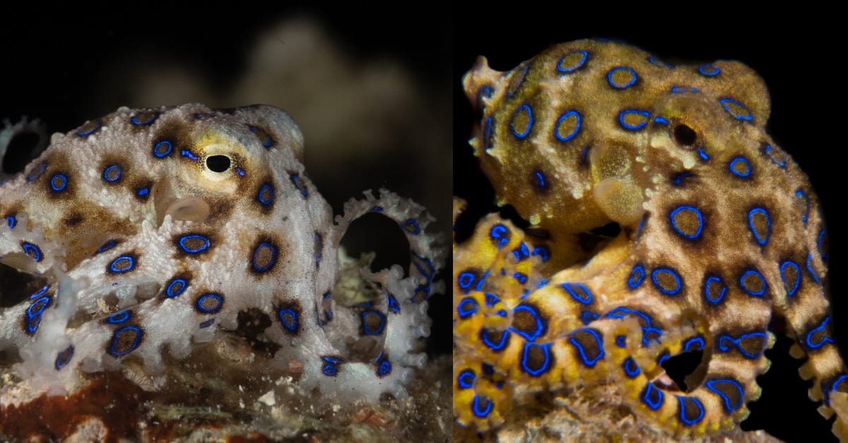 Blue ringed octopus, rare and beautiful animal in Lombok