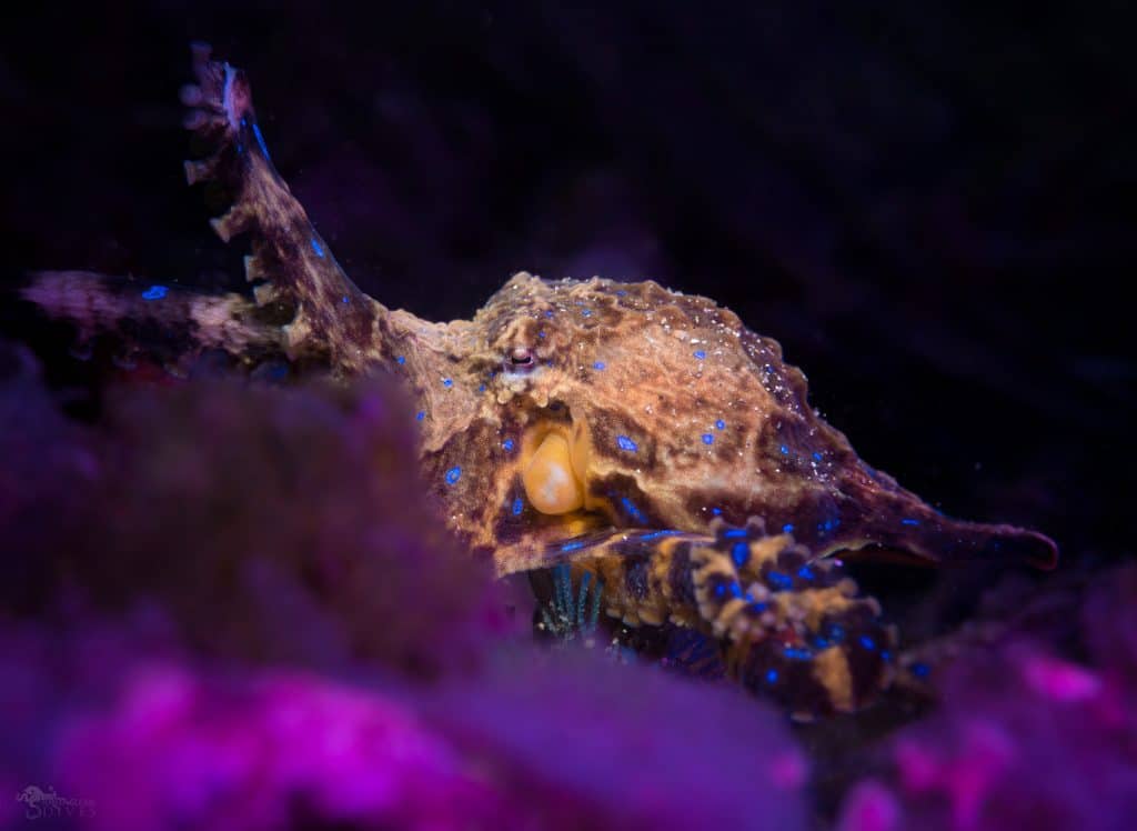 blue-ringed octopus facts